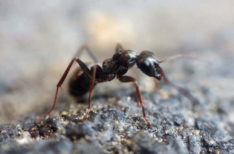 Tõhus meetod sipelgate eemaldamiseks kodus! Kuidas saab sipelgaid tapmata tappa?