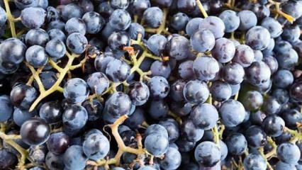 Mis on aromaatne viinamari ja mis on selle eelised?