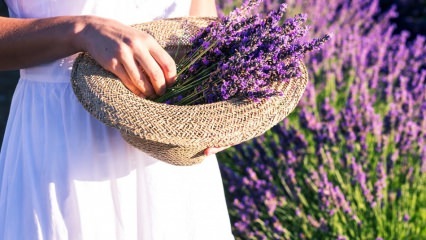 Kuidas hoolitseda lavendlillede paljundamise ja kodus kasvamise eest