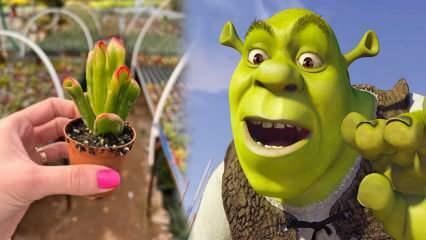 Kuidas kasvatada Shreki kõrvataime? Kas Shreki kõrvataim õitseb? Shreki kõrvahooldus