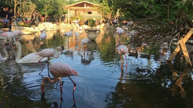 Kuidas pääseda Flamingoköysse?