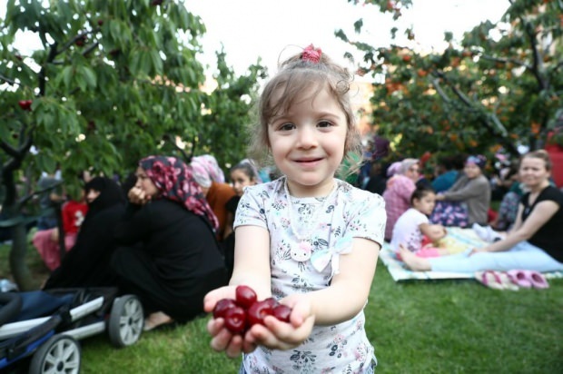 11. Bağcılari valla kirsiaias. Kirsikorjamise tegevus!