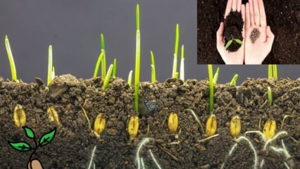 Mis on seeme ja kuidas toimub seemne idanemine? Näpunäiteid seemnete kasvatamiseks