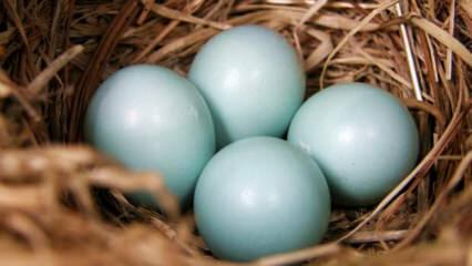 Mis kasu on sinist rohelist muna?