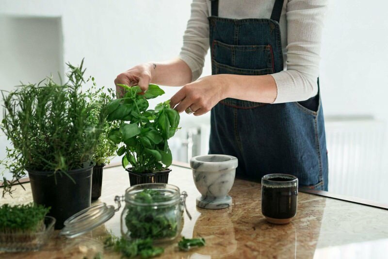 Kuidas taime kodus kasvatada? 5 ettepanekut neile, kes soovivad oma vahenditega kodus taimi kasvatada