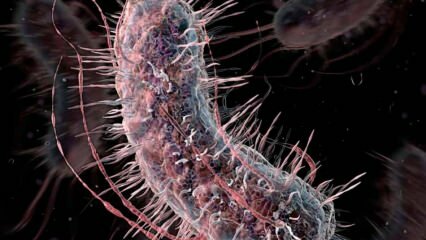 Kuidas lihasöövad bakterid levivad? Millised on liha söövate bakterite sümptomid ja kas neil on ravi?