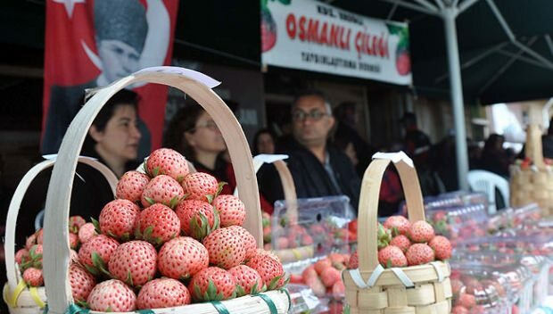 Ereğli Ottomani maasikakultuuri- ja kunstifestival 