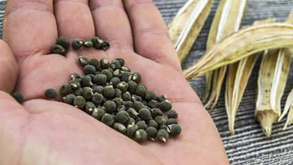 Mis on okra seeme, kuidas kasutada okra seemet salenemiseks?