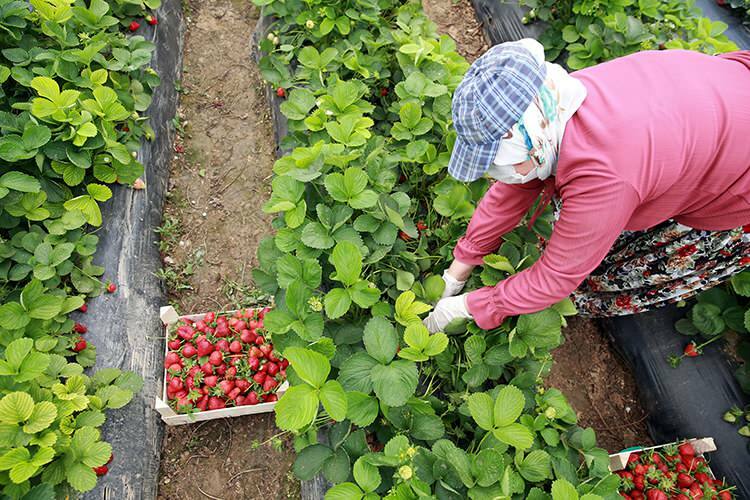 Maasikatega kasvuhoonetes töötavate naistöötajate "töövõitlus"