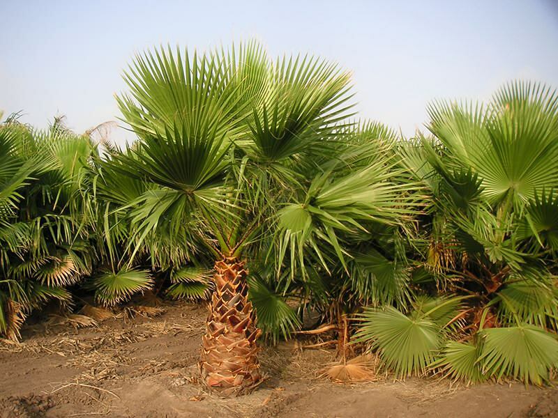 Kuidas palmi kasvatada?