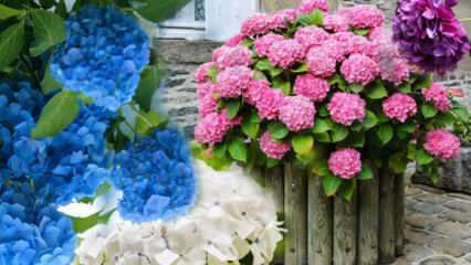 Kuidas hoolitseda hortensia lille eest kodus? Hortensia lillede paljundamise meetodid