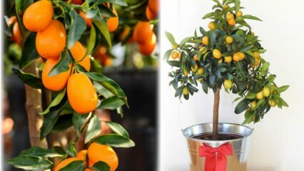 Kuidas kumquat lillepotis kasvatada? Kumquati hooldus kodus