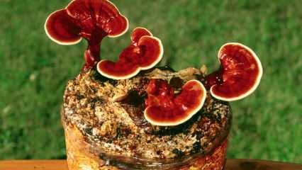 Mis on reishi seente eelised? Kuidas reishi seeni tarbida?