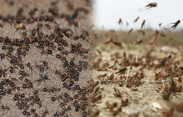 Kus on sipelgate sissetung? Pärast rohutirtsude nakatumist sipelgate nakatumine