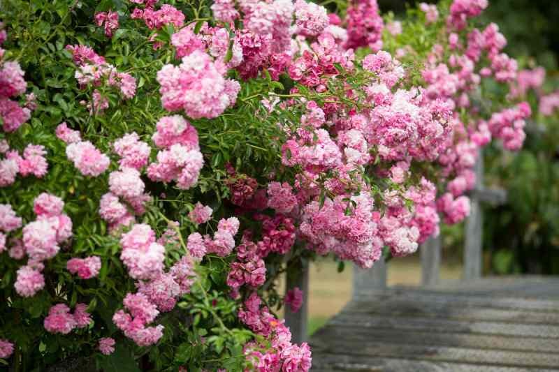 Kuidas roose kodus kasvatada? Näpunäiteid rooside kasvatamiseks ...