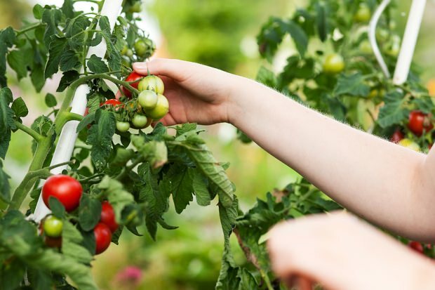 Kuidas kaotada kaalu tomatite söömisega? 3 kilo tomatite dieeti