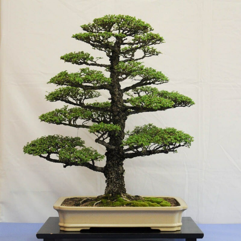 kuidas kasvatada bonsai puud