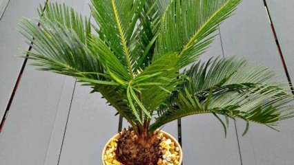 Kuidas palmi kasvatada?