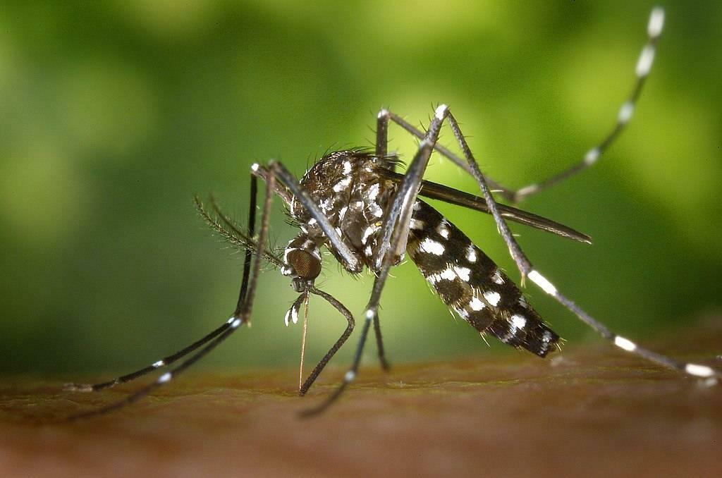 Aedes sääsk