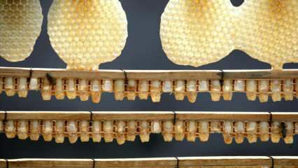 Mis on kuningliku želee eelised? Mesilaspiima kasutamine! Siin on ime, mis tugevdab immuunsust ...